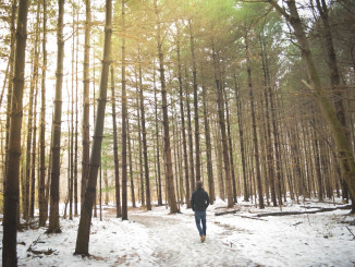 Ein Waldspaziergang im Winter