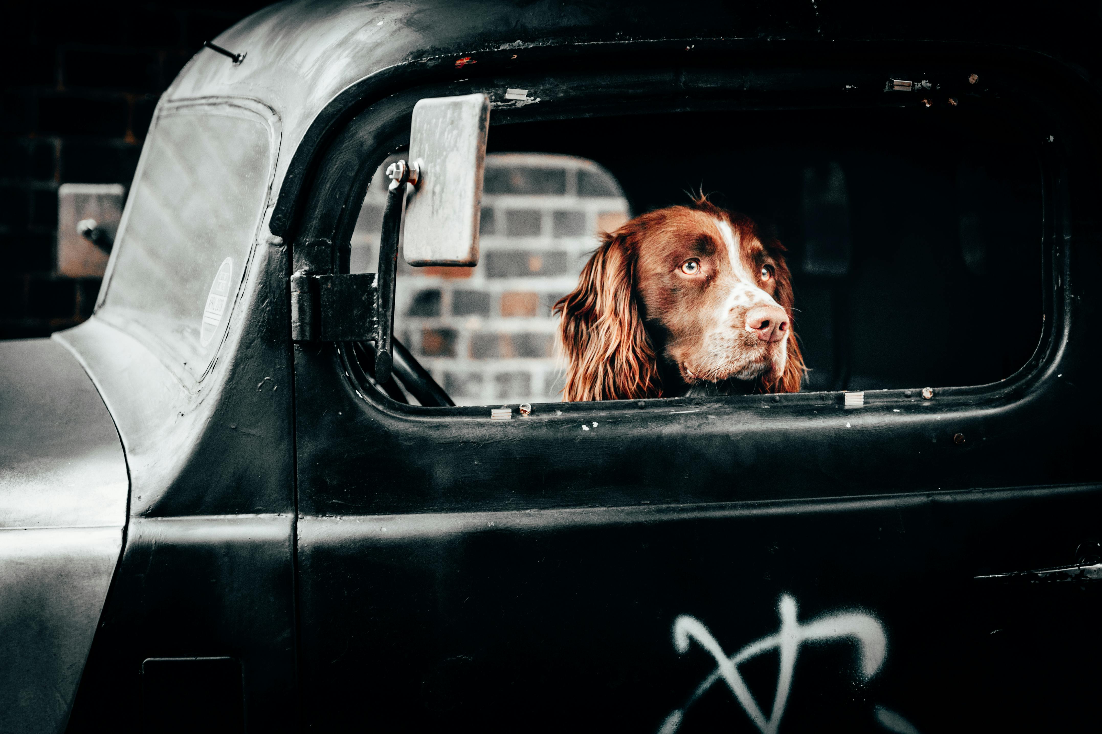 Urlaub mit Hund in Holland